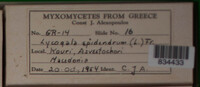 Lycogala epidendrum image